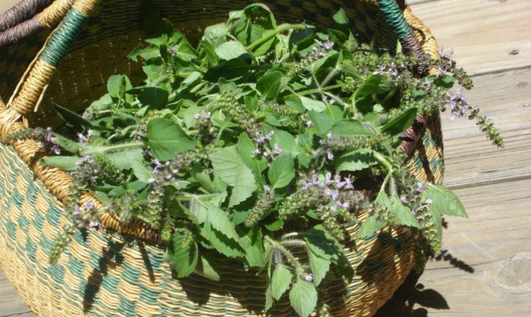 Tisana al tulsi, proprieta, benefici e controindicazioni