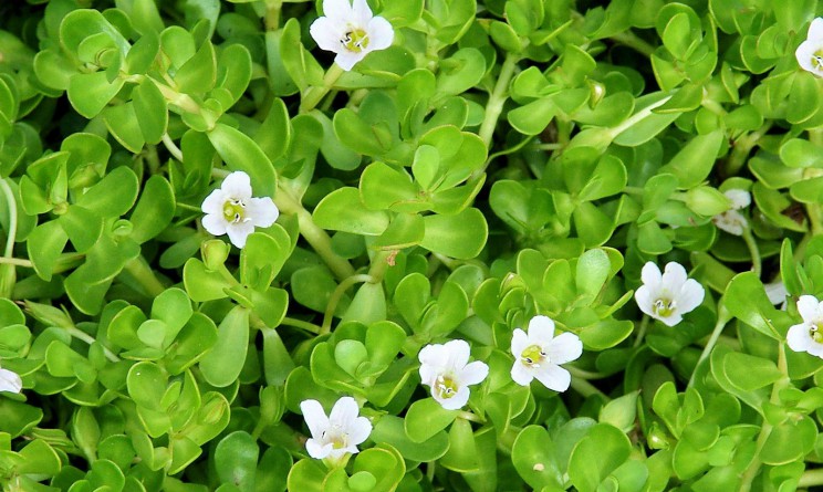 Bacopa monnieri proprieta benefici e controindicazioni