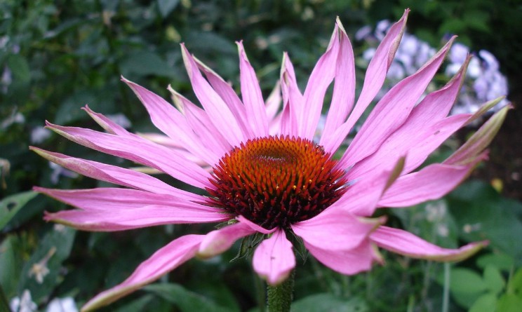 Echinacea è efficace come rimedio naturale?