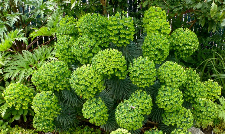 Euphorbia proprieta e benefici per la pelle