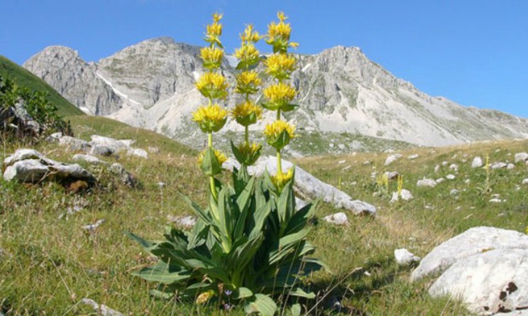 Genziana proprieta benefici e controindicazioni