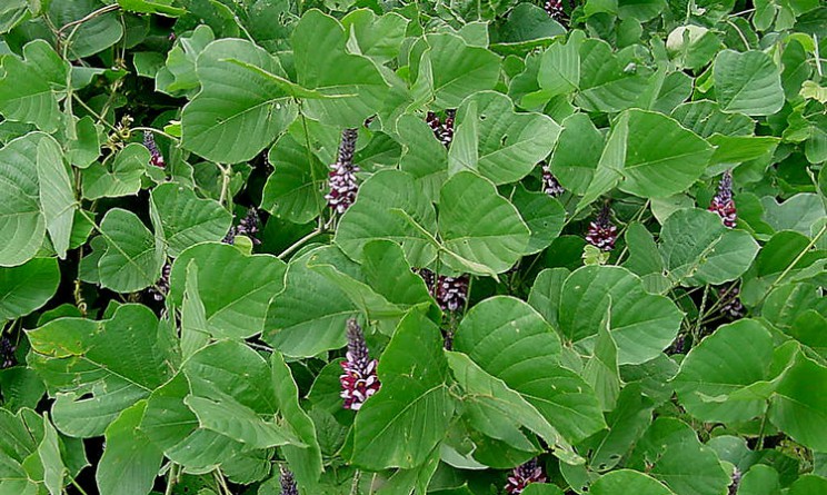 Kudzu proprieta benefici e controindicazioni