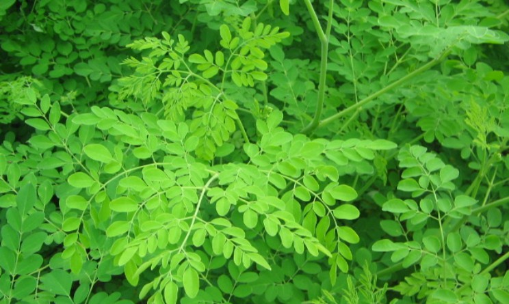 Moringa Oleifera proprieta benefici e controindicazioni