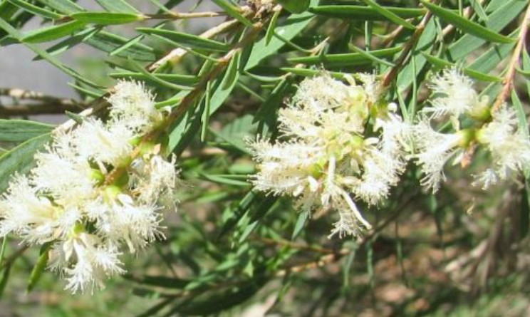 Olio essenziale di cajeput: proprietà e controindicazioni