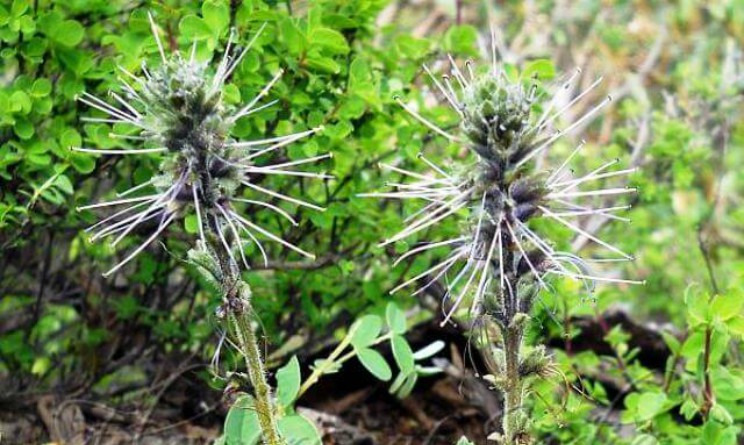 Picrorhiza, proprietà benefici e controindicazioni