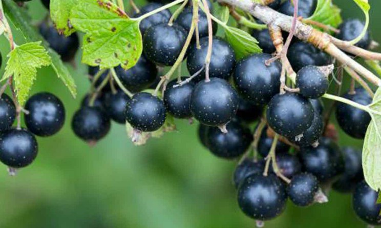 Ribes nero proprieta benefici e come usarlo