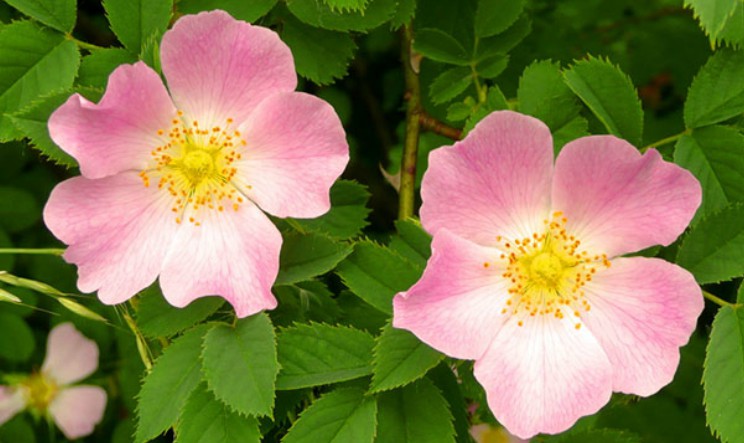 Rosa canina rimedio naturale contro i malanni invernali