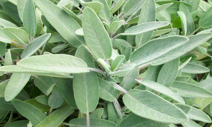 Tisana alla salvia proprieta benefici per lo stomaco