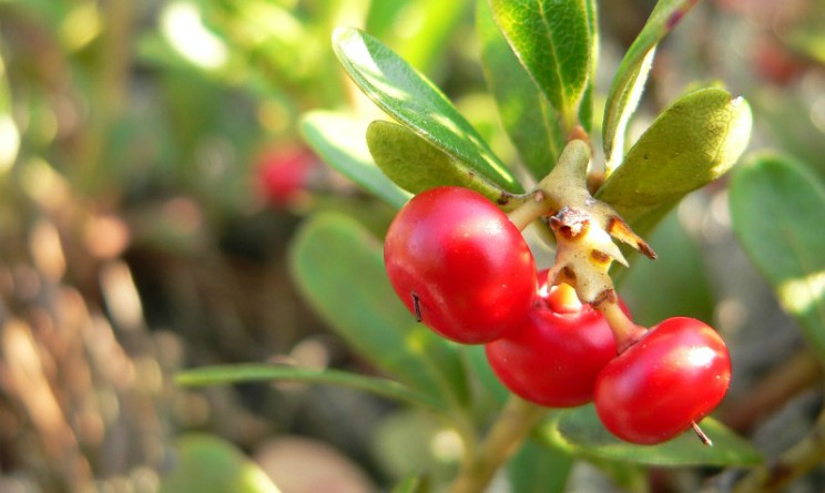 Uva ursina propriet benefici contro la cistite