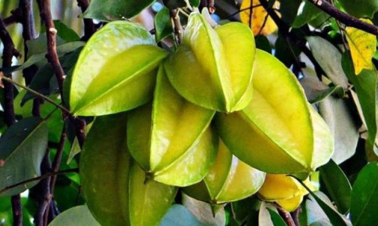 carambola proprieta benefici e come si usa