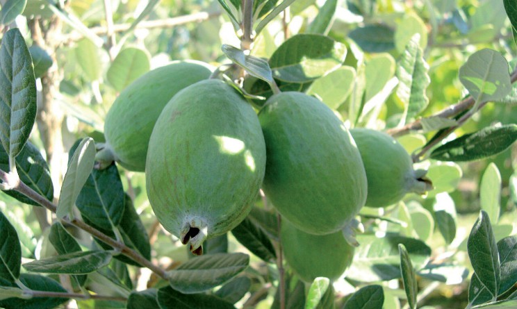 Feijoa proprieta e benefici per i malanni invernali