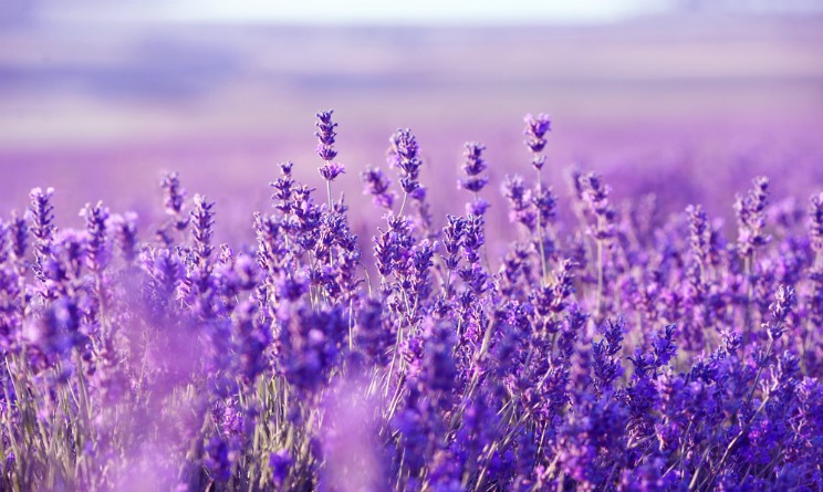 Lavanda, proprieta benefici e controindicazioni