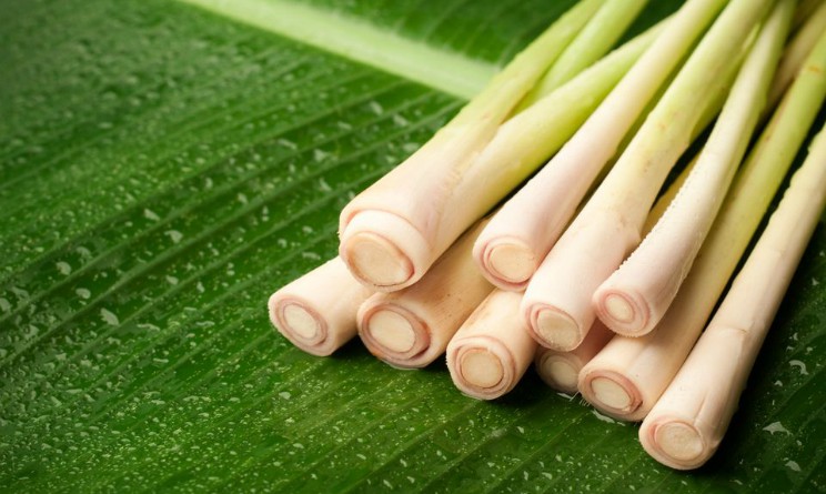 Lemongrass benefici