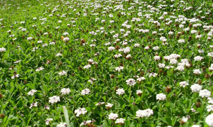 Lippia proprieta benefici e controindicazioni