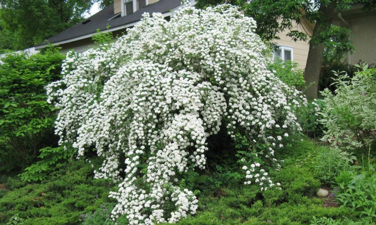 Spirea, proprieta benefici e controindicazioni