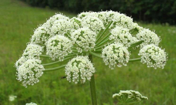 Angelica proprieta benefici e controindicazioni