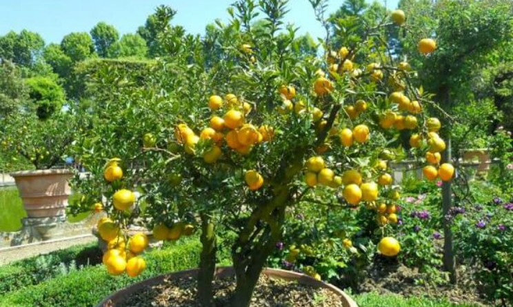 Cedro proprieta benefici per reni e intestino