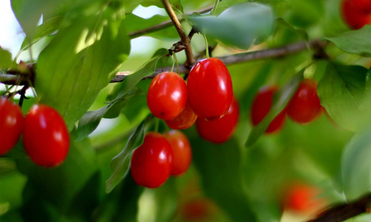 Corniolo, proprieta benefici e come usarlo