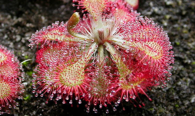 Drosera, proprieta benefici e controindicazioni