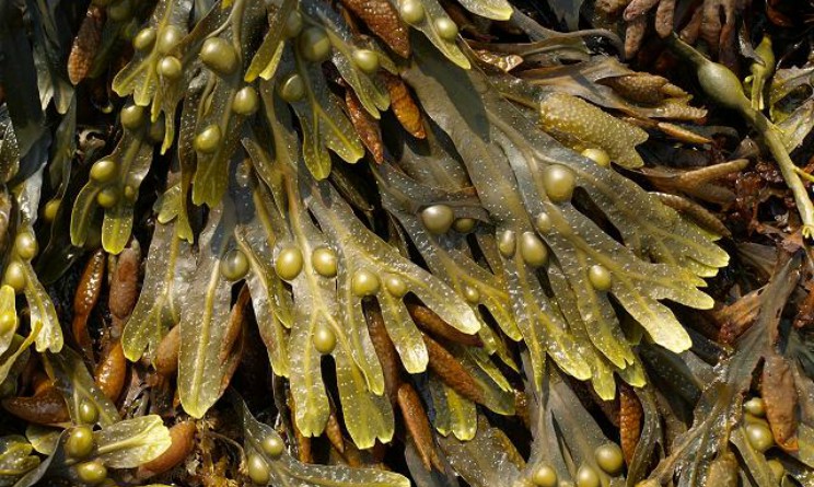 Fucus: proprietà e benefici per stomaco e intestino