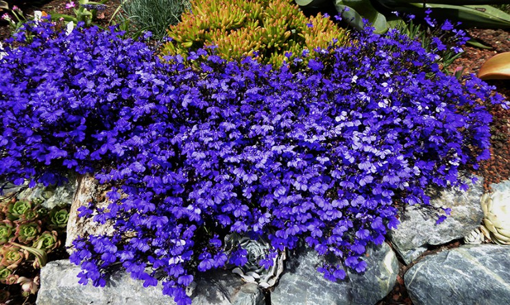 Lobelia proprieta benefici e controindicazioni