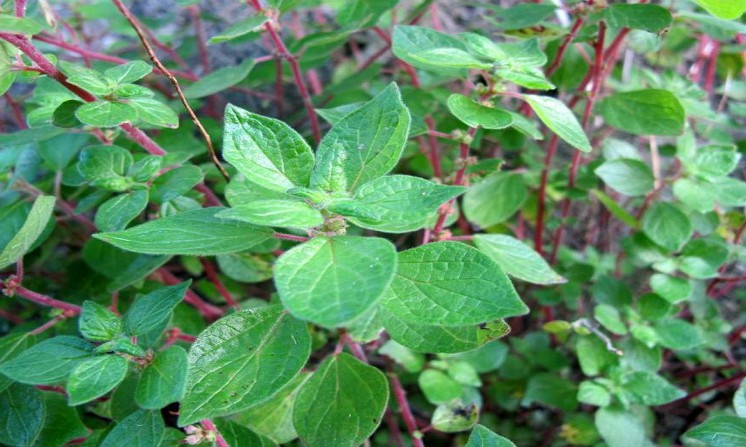 Parietaria proprieta e benefici per tosse e mal di gola