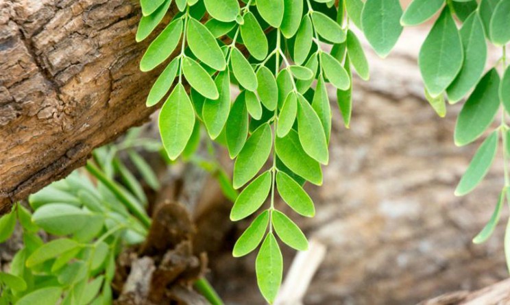 Rimedi naturali, Moringa proprietà e benefici