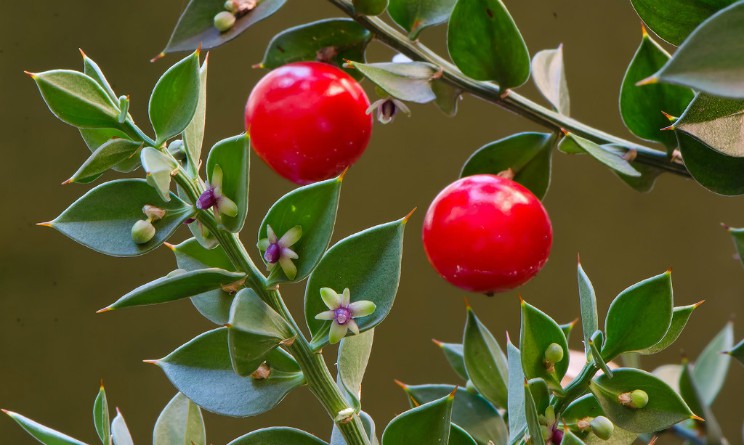 Rusco: proprietà e benefici per la circolazione