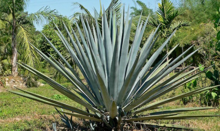 Agave proprieta benefici e controindicazioni