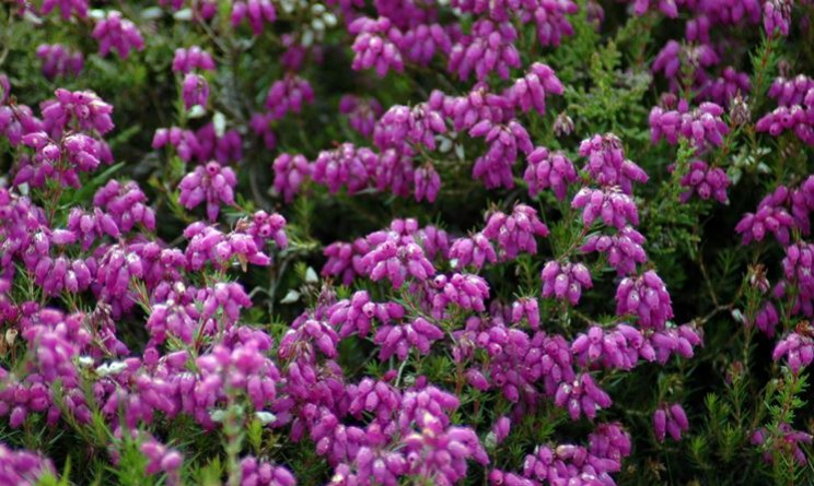 Erica proprieta benefici per le vie urinarie