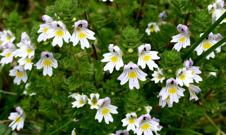 Eufrasia proprieta e benefici per la tosse