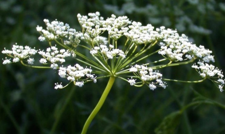 Pimpinella proprieta benefici e controindicazioni