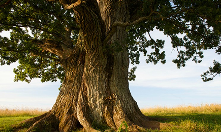 Quercia proprieta benefici e controindicazioni