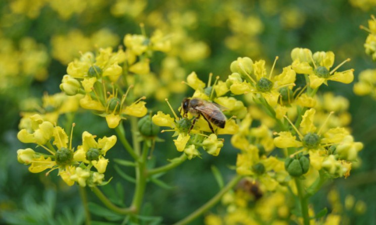 Ruta: proprietà e benefici per stomaco e intestino