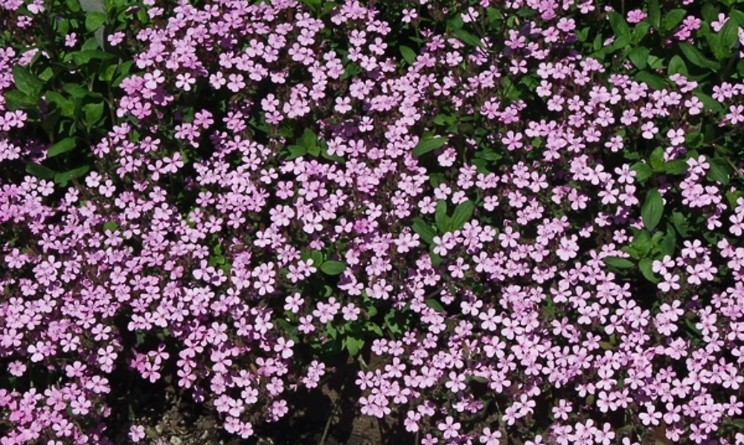 Saponaria proprieta e benefici per pelle e polmoni