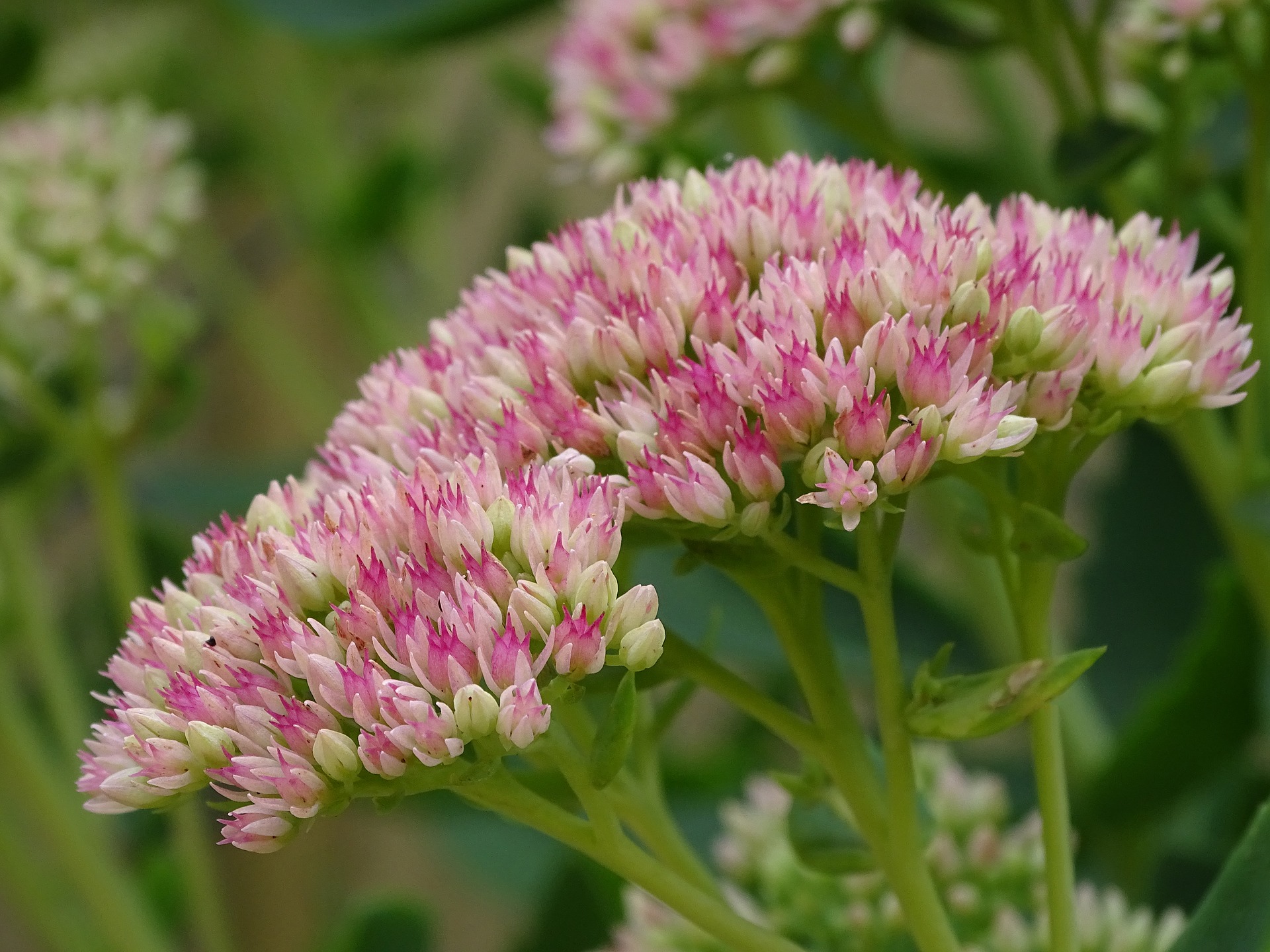 Sedum: proprietà, benefici e controindicazioni