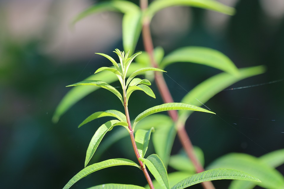 La citronella contro una cattiva digestione