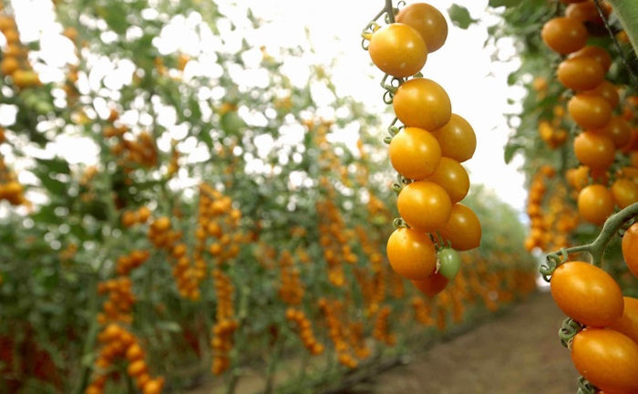 Pomodori gialli (datterini gialli): caratteristiche, proprietà e ricette