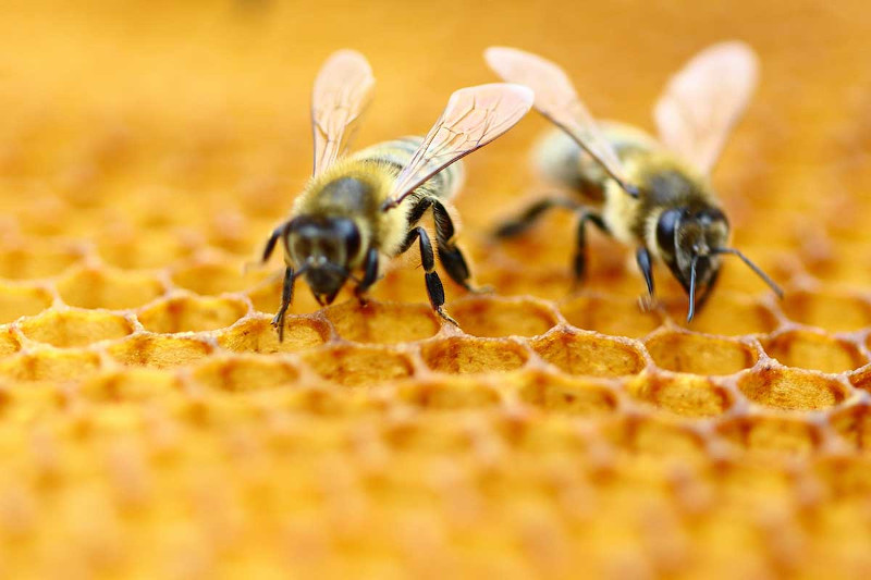 Veleno d’api: cos’è e proprietà benefiche