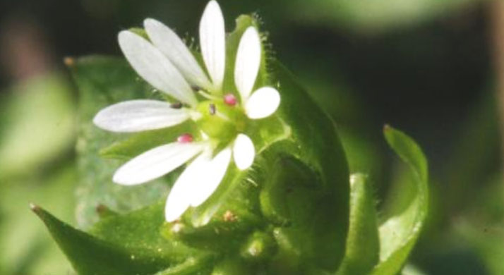 Stellaria (o centocchio), erba spontanea dalle molte proprietà benefiche