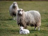 Alternative all'agnello a Pasqua