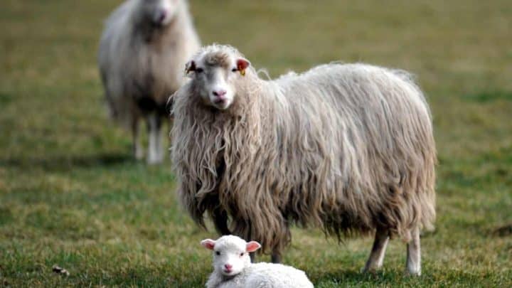Le migliori alternative all’agnello a Pasqua