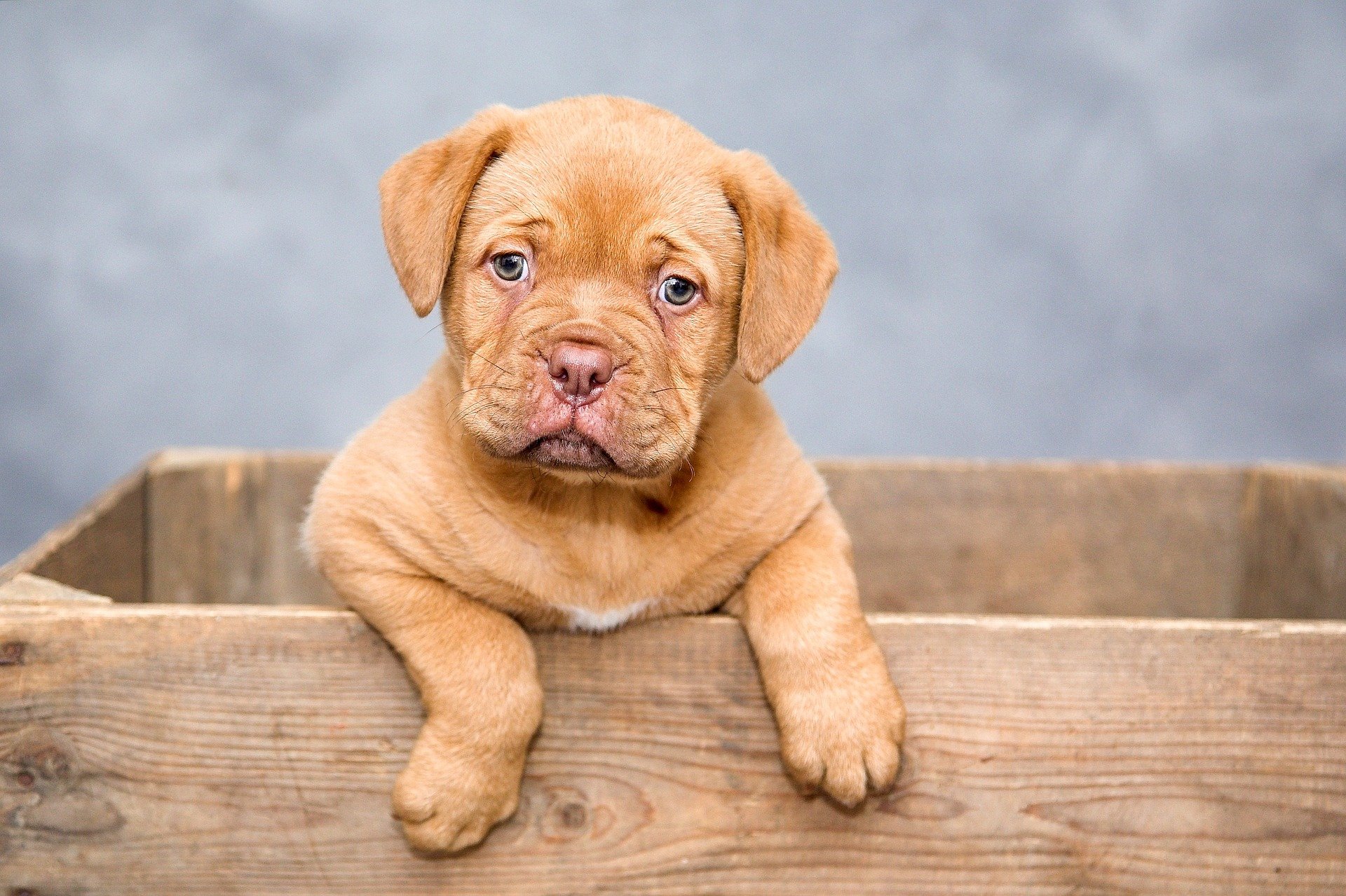 Dermatite canina rimedi naturali: cos’è e come intervenire con l’aloe vera