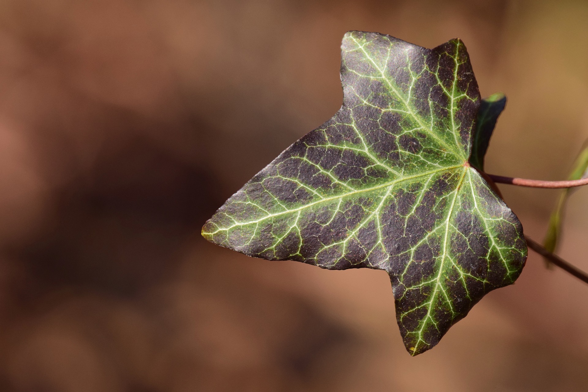 Quali sono i rimedi naturali per schiarire i capillari in evidenza