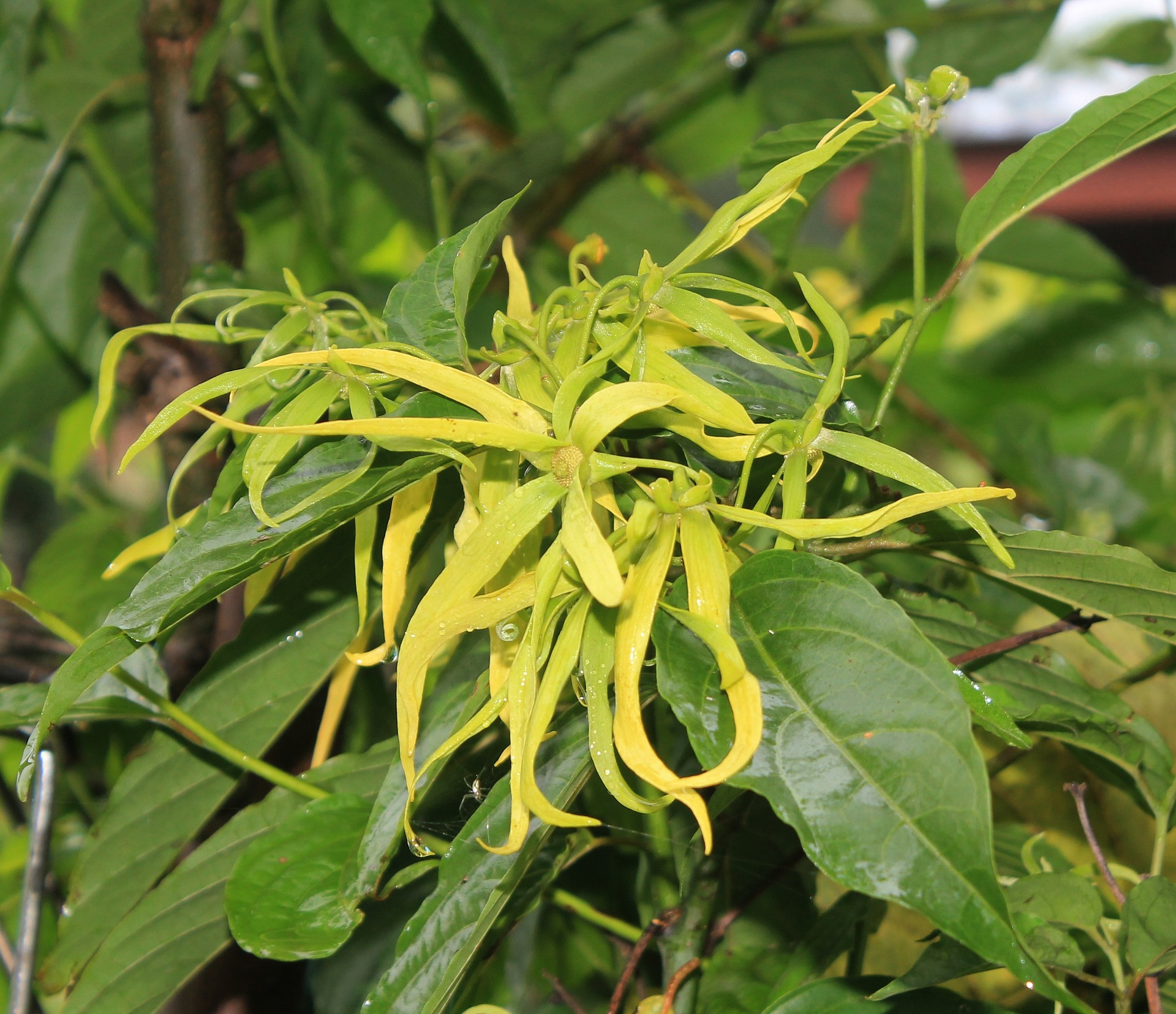 cura dei capelli con olio essenziale di ylang ylang