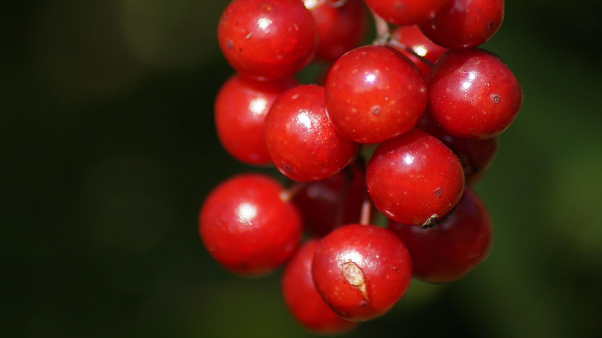 Cistite sintomi e come curarsi con l’uva ursina