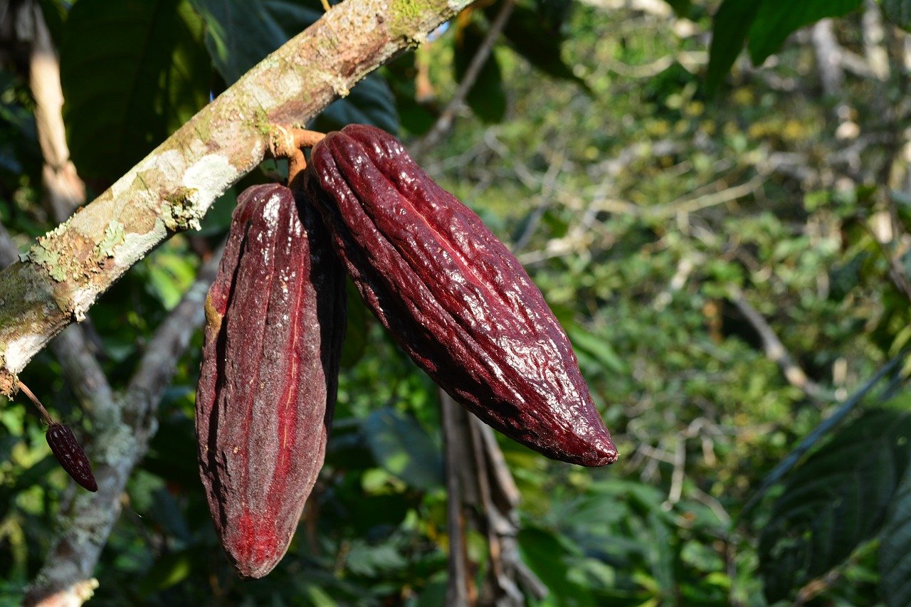 Tisana cacao