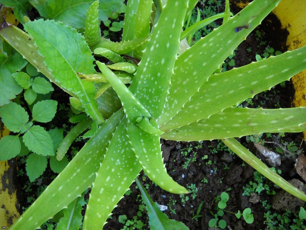 integratori a base di aloe