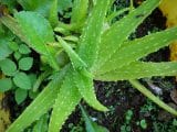 integratori a base di aloe