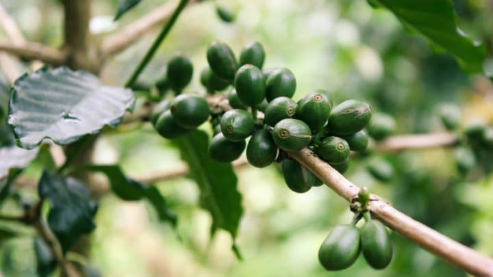 Il caffè verde fa dimagrire? Proprietà e benefici del caffè crudo